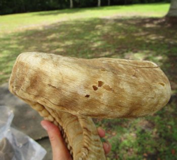25-1/4 inches Large African Merino Ram, Sheep Horn  for $26.99