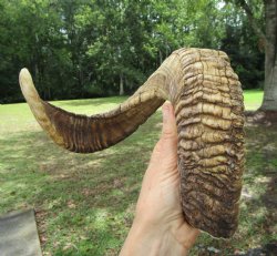 24 inches Large Afr...