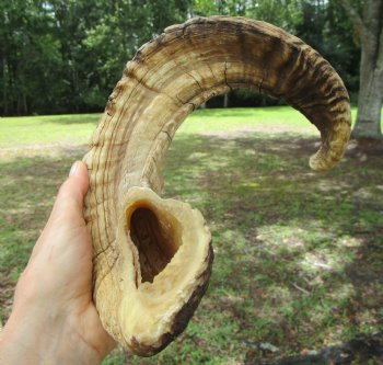 24 inches Large African Merino Ram, Sheep Horn  for $26.99