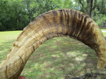 24 inches Large African Merino Ram, Sheep Horn  for $26.99