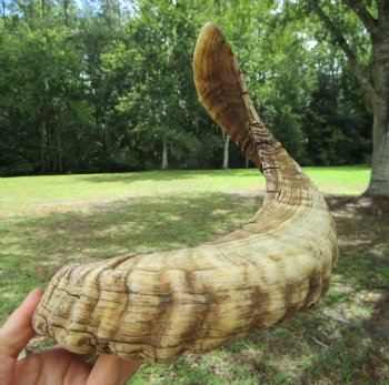 24 inches Large African Merino Ram, Sheep Horn  for $26.99