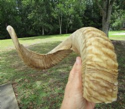 24.5 inches Large A...