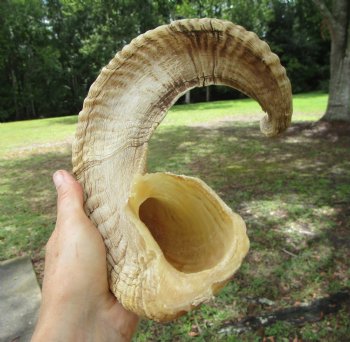 24.5 inches Large African Merino Ram, Sheep Horn  for $26.99