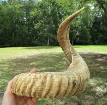 24.5 inches Large African Merino Ram, Sheep Horn  for $26.99
