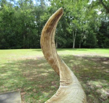 24.5 inches Large African Merino Ram, Sheep Horn  for $26.99
