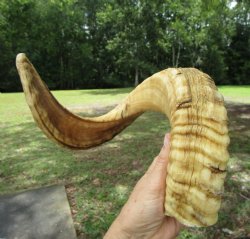 25-1/2 inches Large...