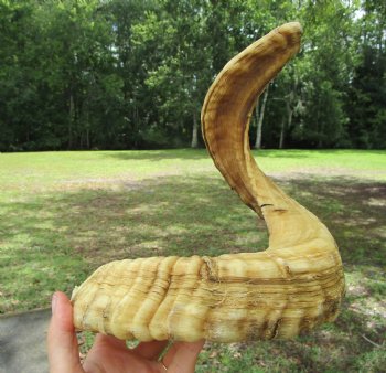 25-1/2 inches Large African Merino Ram, Sheep Horn  for $26.99