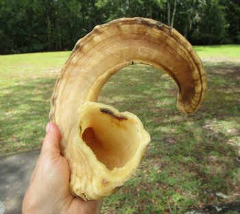 25-1/2 inches Large African Merino Ram, Sheep Horn  for $26.99