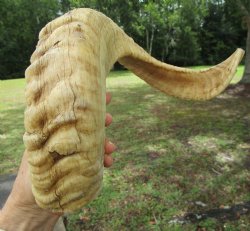 22.25 inches Africa...