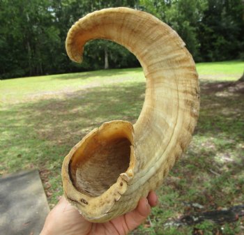 22.25 inches  African Merino Ram, Sheep Horn  for $19.99