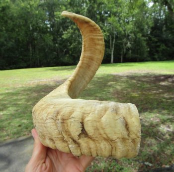 22.25 inches  African Merino Ram, Sheep Horn  for $19.99