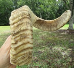22.75 inches Africa...