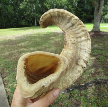 22.75 inches  African Merino Ram, Sheep Horn  for $19.99