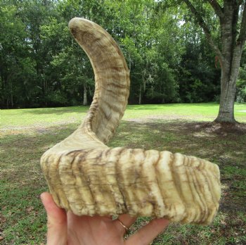 22.75 inches  African Merino Ram, Sheep Horn  for $19.99