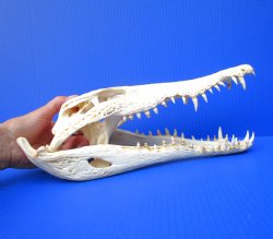 Authentic Nile Crocodile Skull (13.75") CITES 263852) - Buy this for $144.99