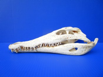 Authentic Nile Crocodile Skull (13.75") CITES 263852) - Buy this for $144.99