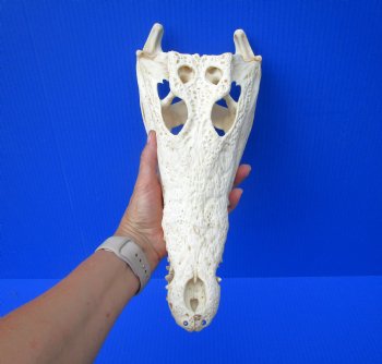 Authentic Nile Crocodile Skull (13.75") CITES 263852) - Buy this for $144.99