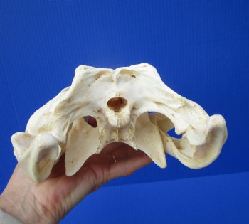 Authentic Nile Crocodile Skull (13.75") CITES 263852) - Buy this for $144.99