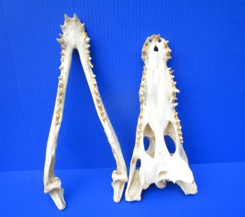 Authentic Nile Crocodile Skull (13.75") CITES 263852) - Buy this for $144.99