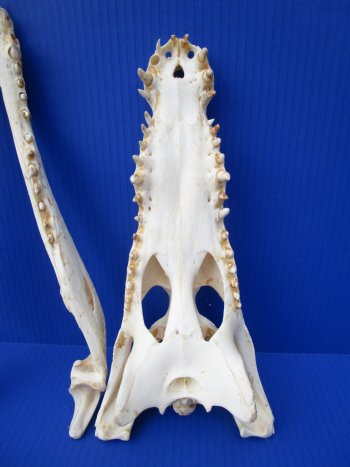 Authentic Nile Crocodile Skull (13.75") CITES 263852) - Buy this for $144.99