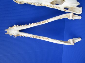 Authentic Nile Crocodile Skull (13.75") CITES 263852) - Buy this for $144.99