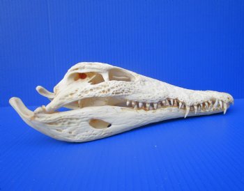 Authentic Nile Crocodile Skull (13.75") CITES 263852) - Buy this for $144.99