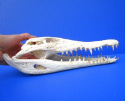 Authentic Nile Crocodile Skull (13") CITES 263852) - Buy this for $144.99