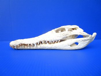 Authentic Nile Crocodile Skull (13") CITES 263852) - Buy this for $144.99