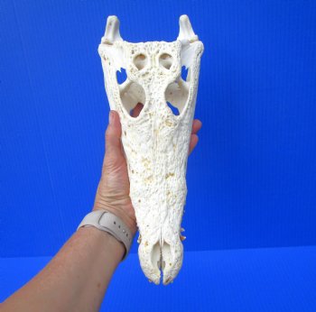 Authentic Nile Crocodile Skull (13") CITES 263852) - Buy this for $144.99