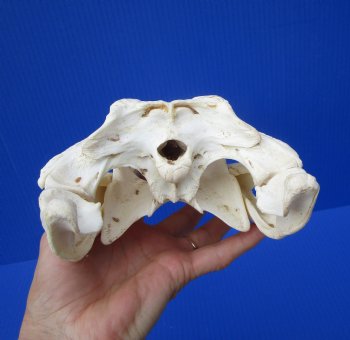 Authentic Nile Crocodile Skull (13") CITES 263852) - Buy this for $144.99