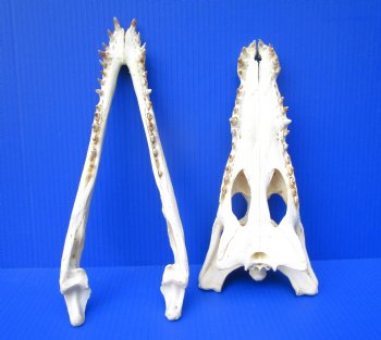 Authentic Nile Crocodile Skull (13") CITES 263852) - Buy this for $144.99