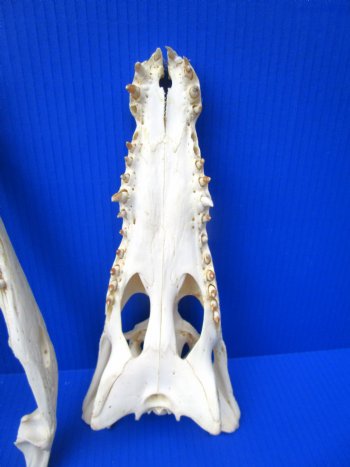 Authentic Nile Crocodile Skull (13") CITES 263852) - Buy this for $144.99