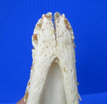 Authentic Nile Crocodile Skull (13") CITES 263852) - Buy this for $144.99