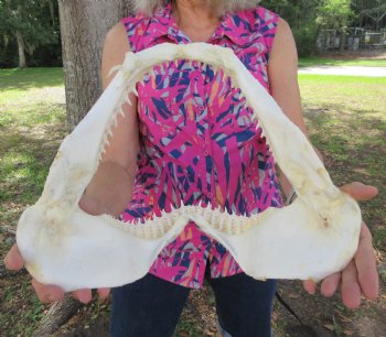 14-1/4 inches Real Blacktip Shark Jaw with <font color=red> Very Sharp Teeth </font> - Buy this one for $179.99