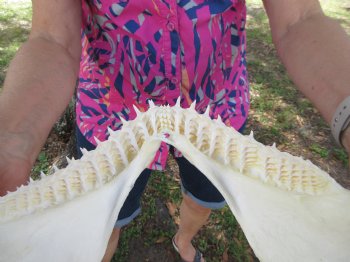 14-1/4 inches Real Blacktip Shark Jaw with <font color=red> Very Sharp Teeth </font> - Buy this one for $179.99