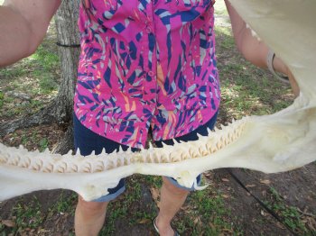 14-1/4 inches Real Blacktip Shark Jaw with <font color=red> Very Sharp Teeth </font> - Buy this one for $179.99