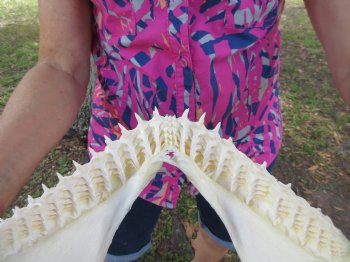 14-1/4 inches Real Blacktip Shark Jaw with <font color=red> Very Sharp Teeth </font> - Buy this one for $179.99