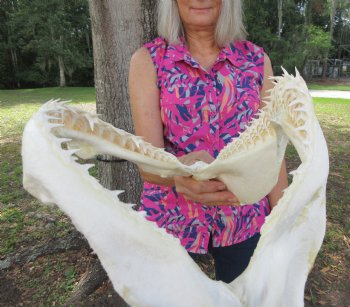 14-1/4 inches Real Blacktip Shark Jaw with <font color=red> Very Sharp Teeth </font> - Buy this one for $179.99