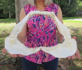 14-1/2 inches Real Blacktip Shark Jaw with <font color=red> Very Sharp Teeth </font> - Buy this one for $179.99