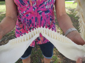 14-1/2 inches Real Blacktip Shark Jaw with <font color=red> Very Sharp Teeth </font> - Buy this one for $179.99