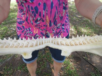 14-1/2 inches Real Blacktip Shark Jaw with <font color=red> Very Sharp Teeth </font> - Buy this one for $179.99