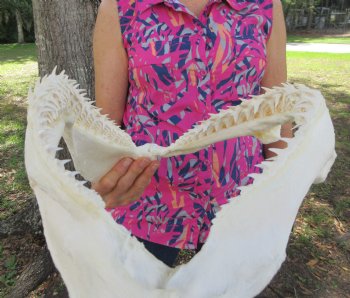 14-1/2 inches Real Blacktip Shark Jaw with <font color=red> Very Sharp Teeth </font> - Buy this one for $179.99