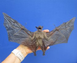 13 inches Mummified Greater Short Nosed Fruit Bat in Flying Position  - Buy this for $79.99