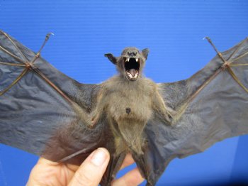 13 inches Mummified Greater Short Nosed Fruit Bat in Flying Position  - Buy this for $79.99