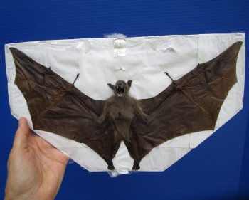 13 inches Mummified Greater Short Nosed Fruit Bat in Flying Position  - Buy this for $79.99