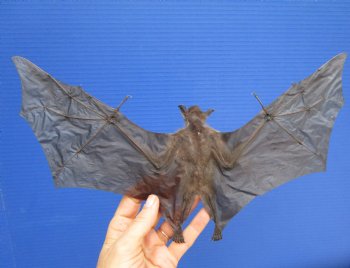 13 inches Mummified Greater Short Nosed Fruit Bat in Flying Position  - Buy this for $79.99
