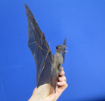 13 inches Mummified Greater Short Nosed Fruit Bat in Flying Position  - Buy this for $79.99