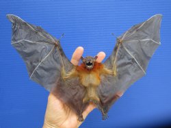  Preserved, Mummified Lessor Short-Nosed Fruit Bat in Flying Position - $73.99 each