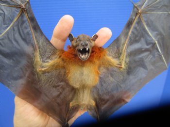  Preserved, Mummified Lessor Short-Nosed Fruit Bat in Flying Position - $73.99 each