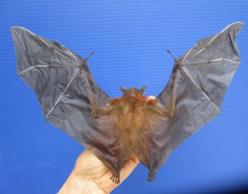  Preserved, Mummified Lessor Short-Nosed Fruit Bat in Flying Position - $73.99 each
